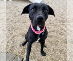 Small Photo #5 Mutt Puppy For Sale in Fargo, ND, USA
