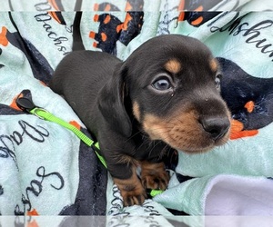 Dachshund Puppy for sale in BENNINGTON, OK, USA