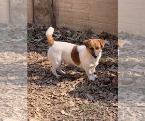 Russell Terrier Puppy for sale in ANDERSON, SC, USA