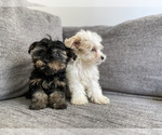 Small Photo #5 Morkie Puppy For Sale in ATL, GA, USA