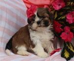 Puppy Fern Shih Tzu
