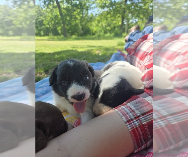 Medium Photo #7 Border Collie Puppy For Sale in LEBANON, MO, USA