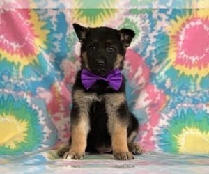 German Shepherd Dog Puppy for sale in LANCASTER, PA, USA