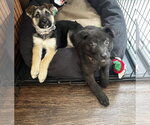 Small Photo #5 Shepradors Puppy For Sale in Princeton, MN, USA