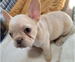Small Photo #3 French Bulldog Puppy For Sale in GILBERTSVILLE, PA, USA