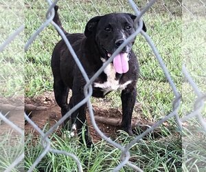 Basset Hound-Labrador Retriever Mix Dogs for adoption in Slidell, LA, USA