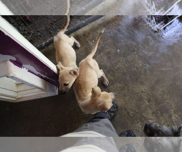 Medium Photo #18 Labrador Retriever-Unknown Mix Puppy For Sale in Sebec, ME, USA