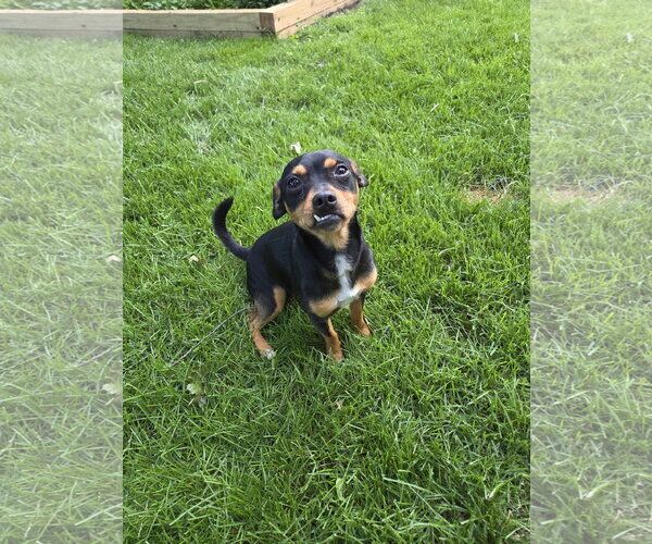 Medium Photo #2 Mutt Puppy For Sale in Brooklyn Center, MN, USA