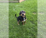 Small #1 Mutt