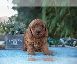 Small Photo #9 Poodle (Miniature) Puppy For Sale in KIRKWOOD, PA, USA