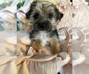 Yorkshire Terrier Puppy for sale in BASSETT, VA, USA