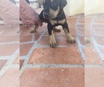 Small Photo #8 Doberman Pinscher Puppy For Sale in SAN DIEGO, CA, USA