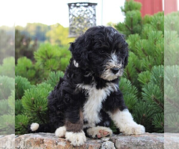 Medium Photo #4 Miniature Australian Shepherd-Poodle (Standard) Mix Puppy For Sale in BLAIN, PA, USA