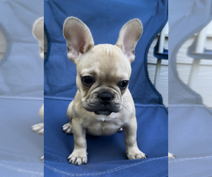 French Bulldog Puppy for Sale in WHITESBURG, Georgia USA