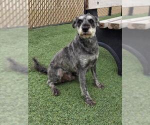 Poodle (Miniature)-Unknown Mix Dogs for adoption in Norco, CA, USA