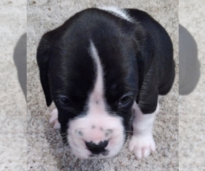 Boxer Puppy for sale in ROYSTON, GA, USA