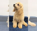 Small #3 Bichon Frise Mix