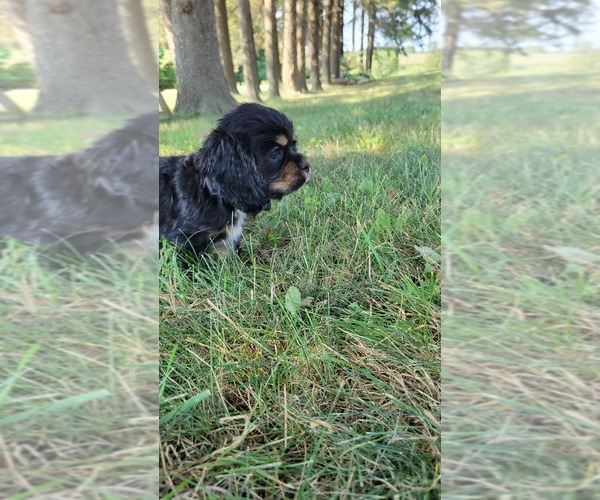 Medium Photo #13 Cocker Spaniel Puppy For Sale in WITHEE, WI, USA