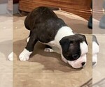 Small Photo #24 Boston Terrier Puppy For Sale in MONTVILLE, OH, USA