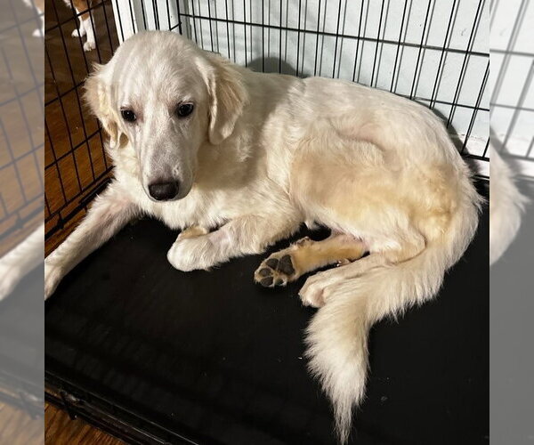 Medium Photo #1 Great Pyrenees Puppy For Sale in Dallas, TX, USA
