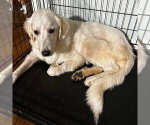 Great Pyrenees Dogs for adoption in Dallas, TX, USA
