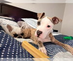 Small #5 Bullboxer Pit