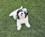 Small Photo #3 Shih Apso Puppy For Sale in GOODYEAR, AZ, USA