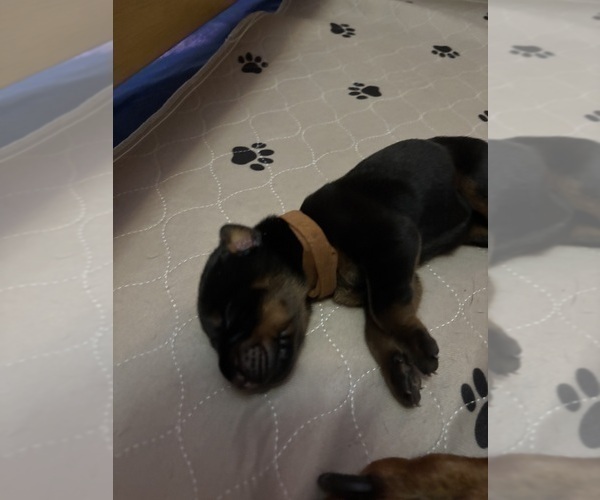 Medium Photo #6 Doberman Pinscher Puppy For Sale in MACOMB TOWNSHIP, MI, USA