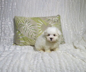 Maltese Puppy for sale in COOKEVILLE, TN, USA