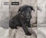 Small #4 Cane Corso