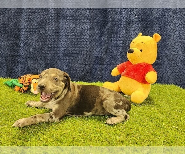 Medium Photo #1 Catahoula Leopard Dog Puppy For Sale in CUMBY, TX, USA