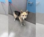 Small Siberian Husky Mix