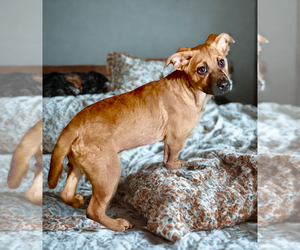 Misty - Female Black Mouth Cur-Unknown Mix Dog for Adoption - Photo #9