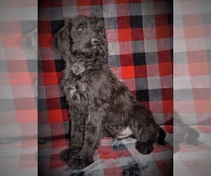 Boxer-Poodle (Standard) Mix Puppy for Sale in LUBLIN, Wisconsin USA