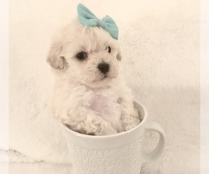 Poodle (Toy) Puppy for sale in SAFFORD, AZ, USA