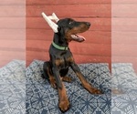 Small Photo #6 Doberman Pinscher Puppy For Sale in FREDERICKTOWN, MO, USA