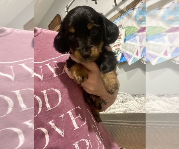 Medium Photo #1 Dachshund Puppy For Sale in VALLEY GRANDE, AL, USA