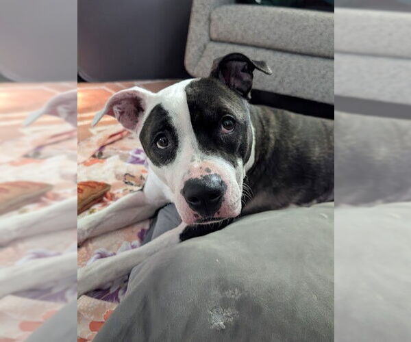 Medium Photo #2 American Pit Bull Terrier Puppy For Sale in Derwood, MD, USA