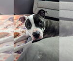 Small #1 American Pit Bull Terrier