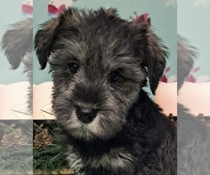 Schnauzer (Miniature) Puppy for sale in INDIANAPOLIS, IN, USA