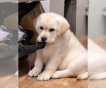 Small Photo #7 Labrador Retriever Puppy For Sale in LOS ANGELES, CA, USA
