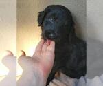 Small #5 Aussiedoodle