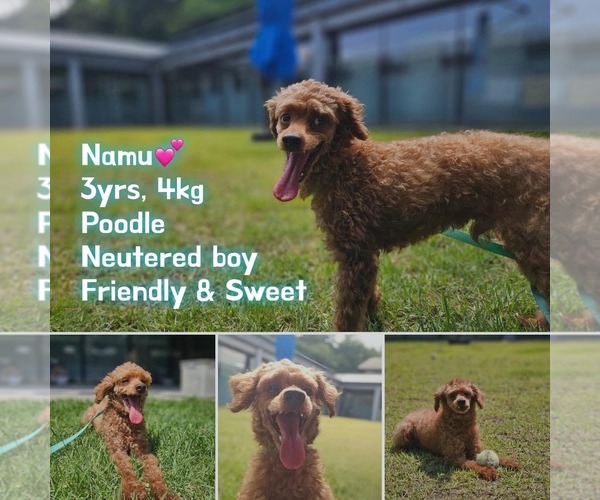 Medium Photo #1 Poodle (Toy) Puppy For Sale in Agoura Hills, CA, USA