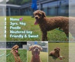 Small Poodle (Toy)