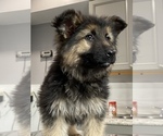 Small Photo #4 German Shepherd Dog Puppy For Sale in COLUMBUS, IN, USA
