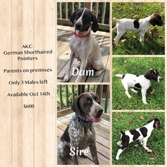 German Shorthaired Pointer Puppy for sale in BLUEFIELD, VA, USA