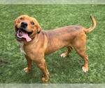 Small Photo #2 American Pit Bull Terrier-Unknown Mix Puppy For Sale in Moreno Valley, CA, USA