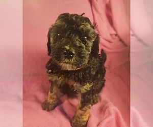 Poodle (Miniature) Puppy for Sale in WHITEWATER, Wisconsin USA