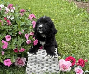 Bernese Mountain Dog Puppy for sale in THORP, WI, USA