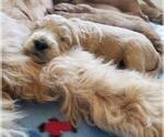 Small Photo #1 Goldendoodle Puppy For Sale in LEBANON, TN, USA